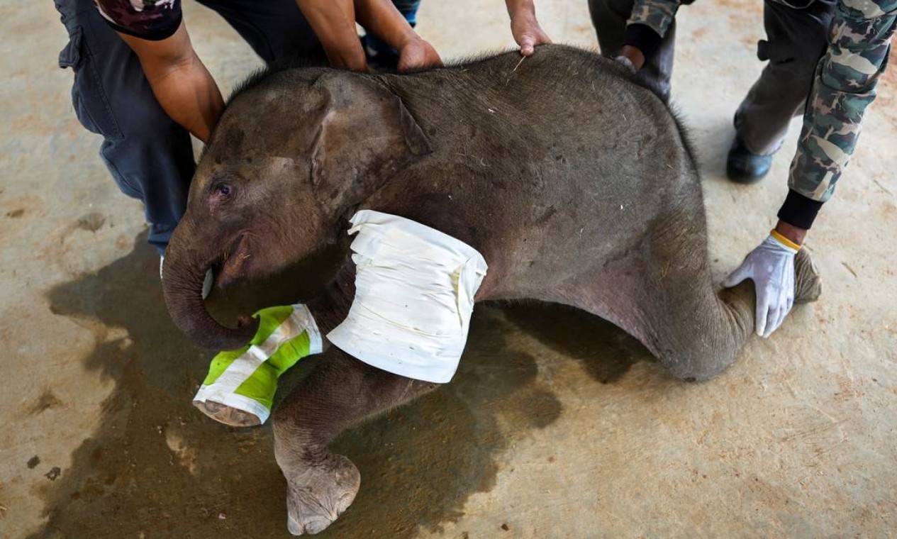 Bebê elefante de três meses é resgatado na Tailândia Foto: ATHIT PERAWONGMETHA / REUTERS