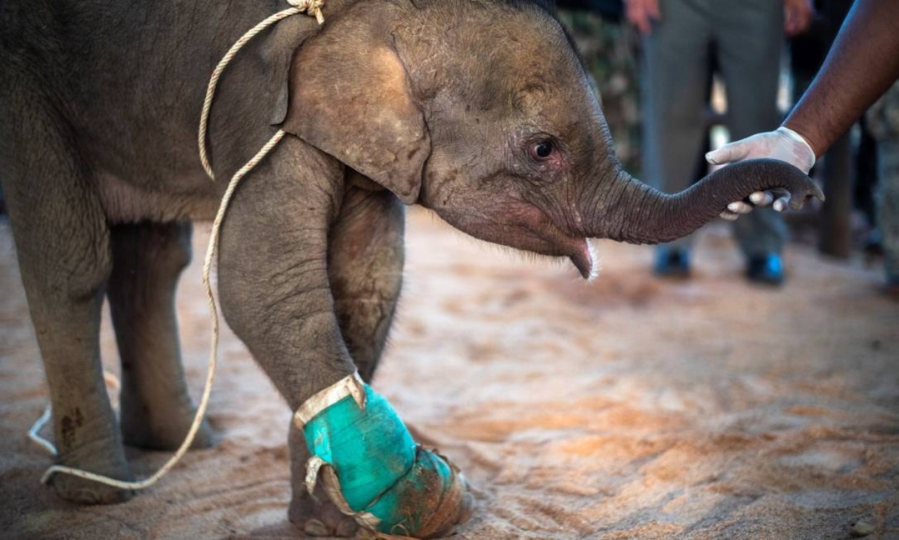 Bebê elefante foi encontrado com a pata presa em uma armadilha de caçadores Foto: ATHIT PERAWONGMETHA / REUTERS