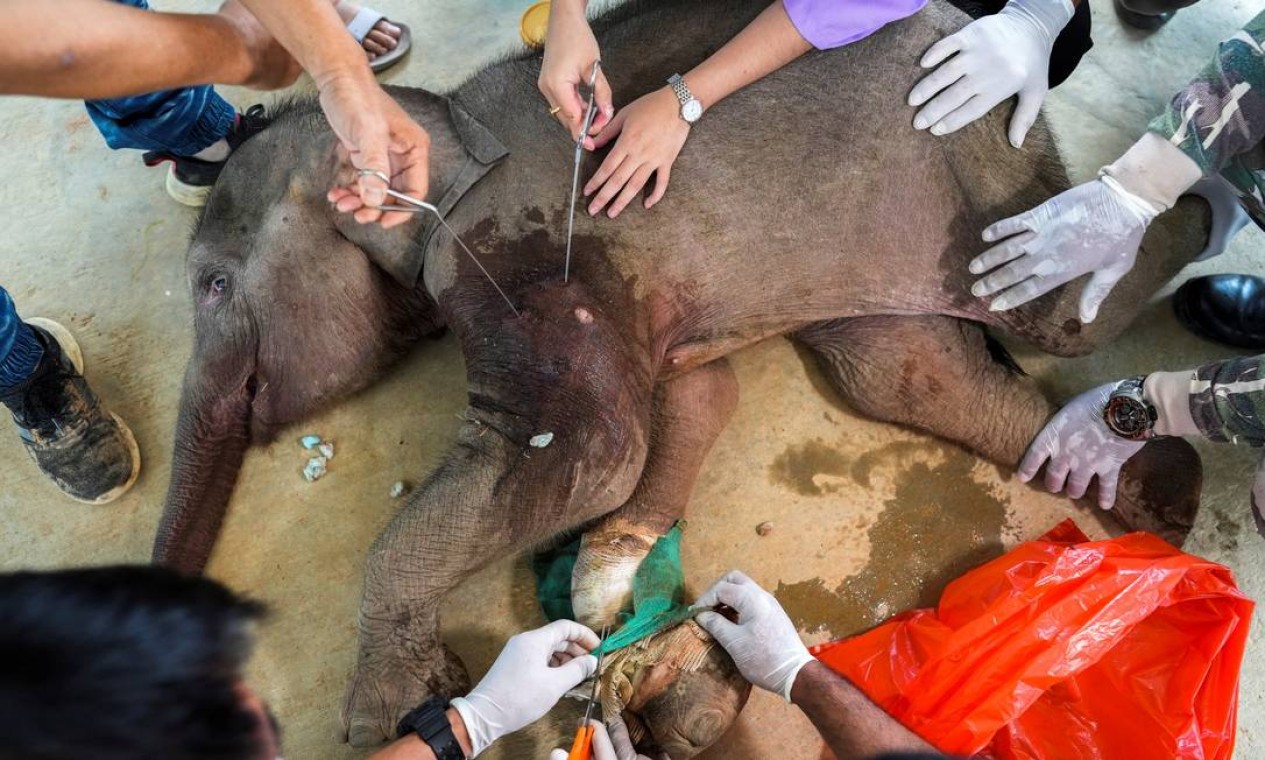 Veterinários retiram fragmentos de bala do ombro do bebê elefante Foto: ATHIT PERAWONGMETHA / REUTERS