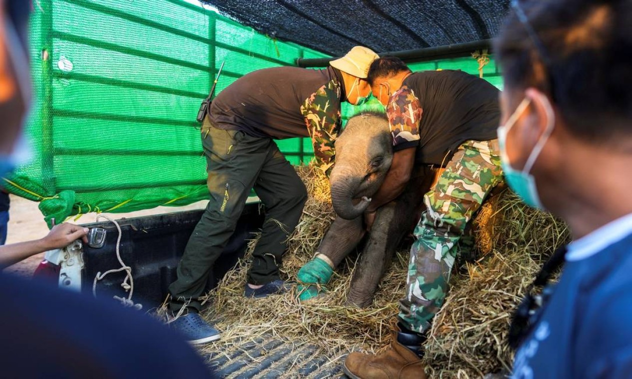 Bebê elefante chega ao Jardim Tropical de Nong Nooch para realizar tratamento médico Foto: ATHIT PERAWONGMETHA / REUTERS