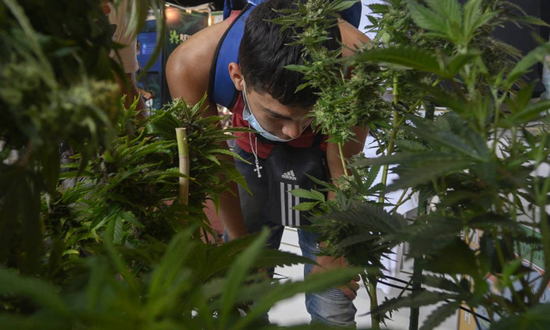 Jovem observa diferentes variedades de cannabis na oitava edição da Expo Cannabis, em Montevidéu, no Uruguai Foto: PABLO PORCIUNCULA / AFP
