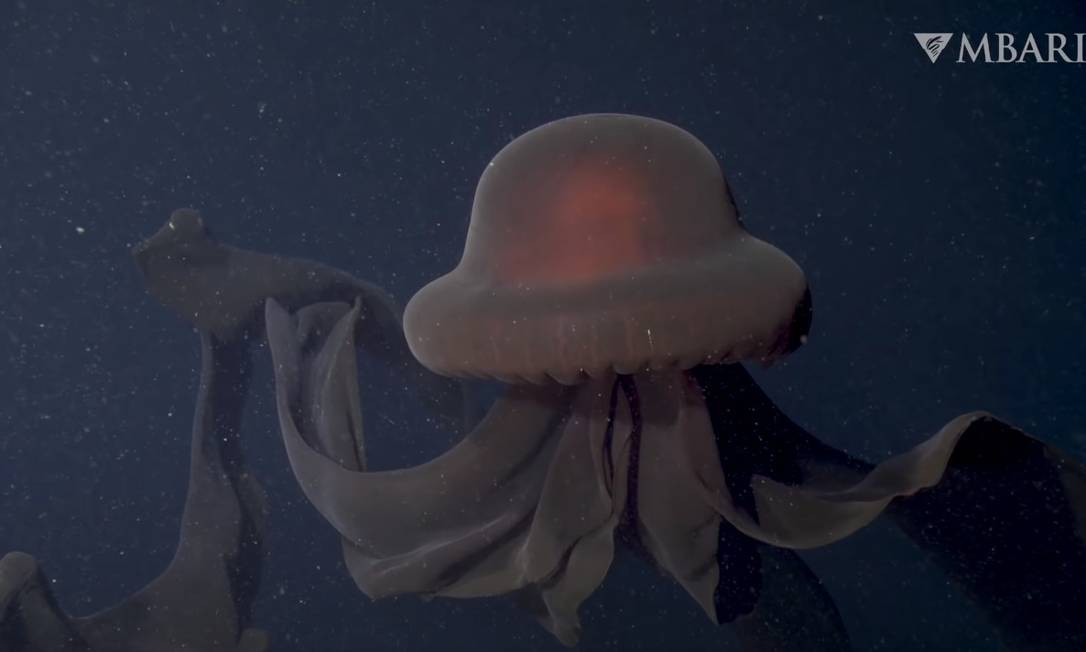 Água-viva 'fantasma gigante' filmada na baía de Monterey, nos EUA Foto: Reprodução