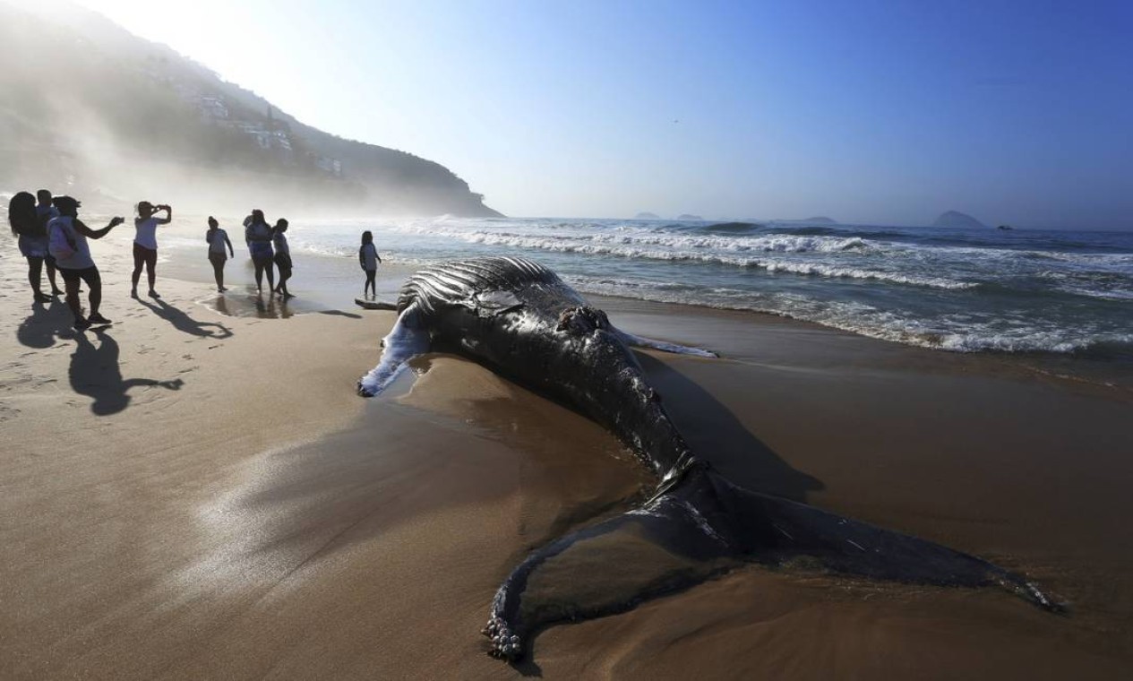 Corpo de baleia jubarte de oito metros, levado pelas ondas até a Praia de São Conrado, chama a atenção de quem passa pelo local Foto: Fabiano Rocha / Agência O Globo - 18/08/2021