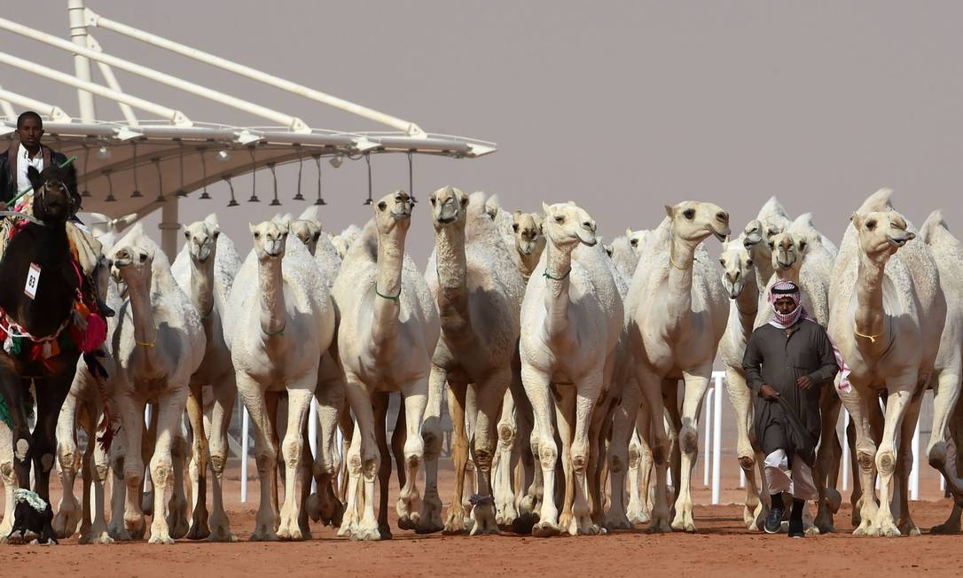 Mais de 40 camelos foram desclassificados de concurso de beleza na Arábia Saudita Foto: FAYEZ NURELDINE / AFP