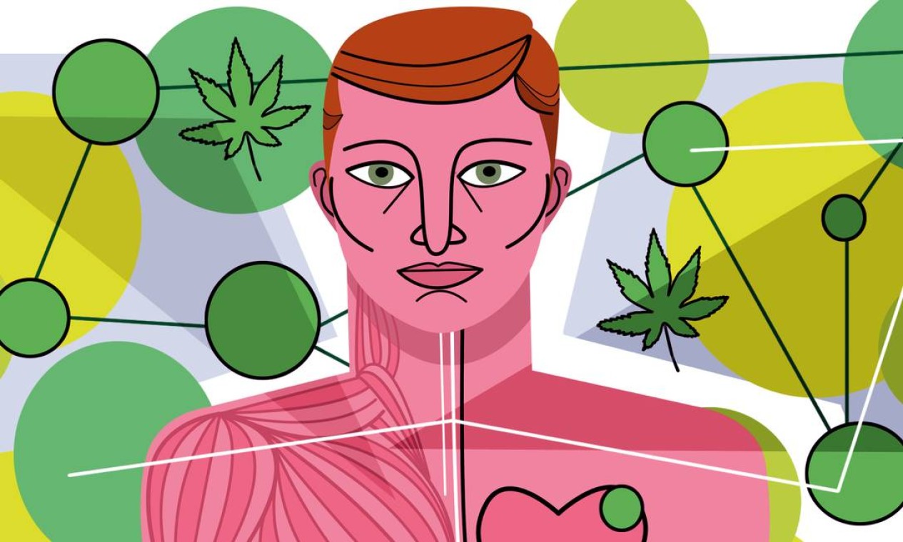 O mundo da Cannabis - O sistema Endocannabinoid