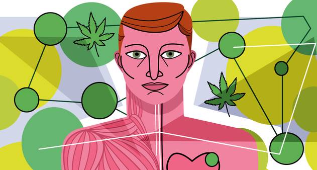 Anandamida: conheça a cannabis do cerebro e como ela atua