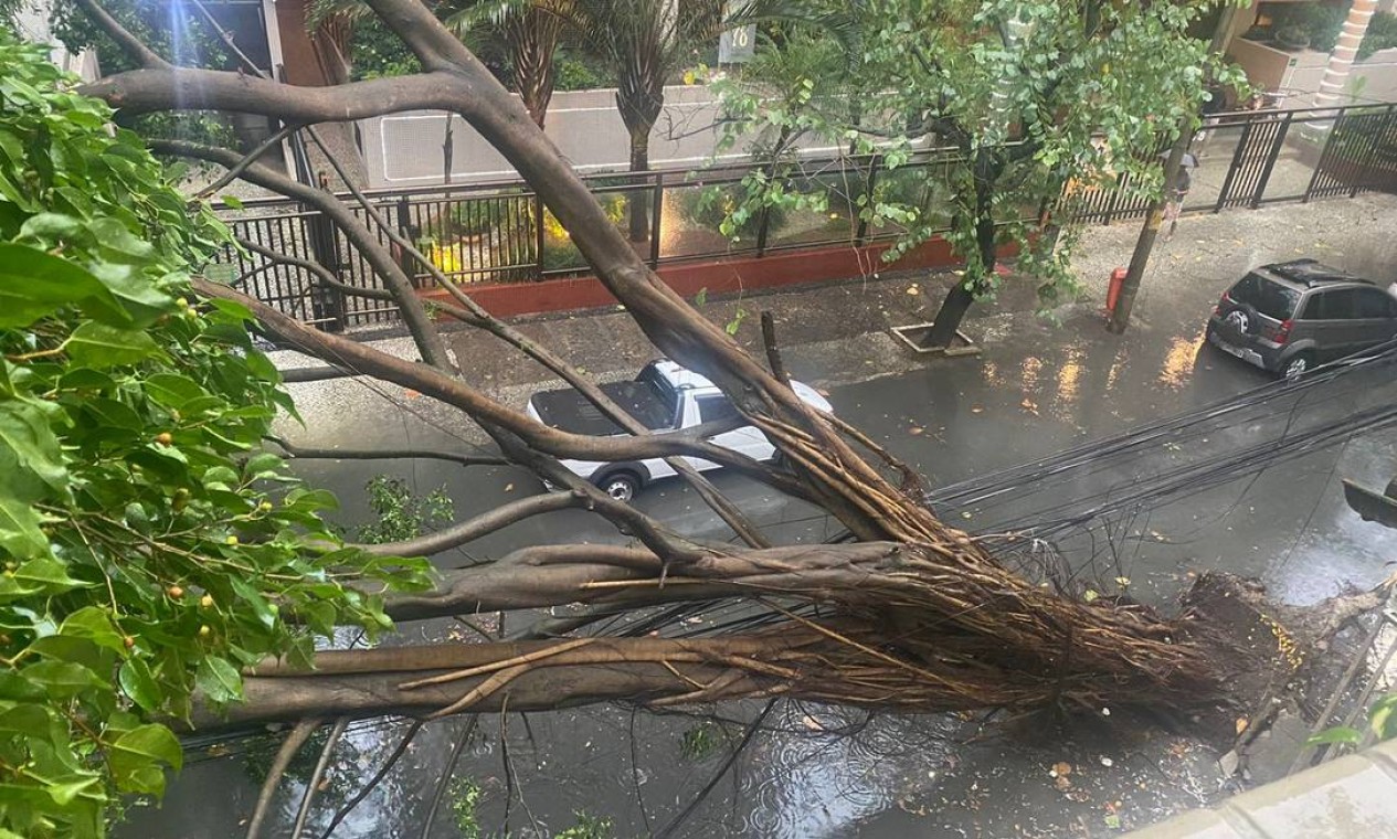 Árvore caiu na Rua Paulino Fernandes, em Botafogo Foto: Reprodução