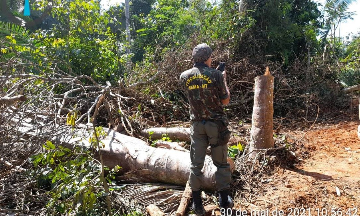 Fiscal da Secretaria de Meio Ambiente de MT observa mata destruída após ação de madeireiros na Reserva Guariba-Roosevelt Foto: Divulgação