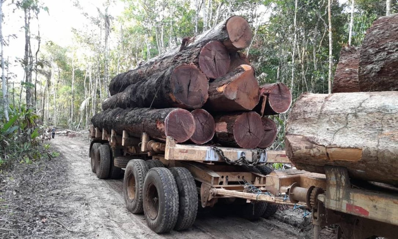 Uma tora de ipê pode valer até R$ 5 mil no mercado ilegal de madeiras Foto: Divulgação
