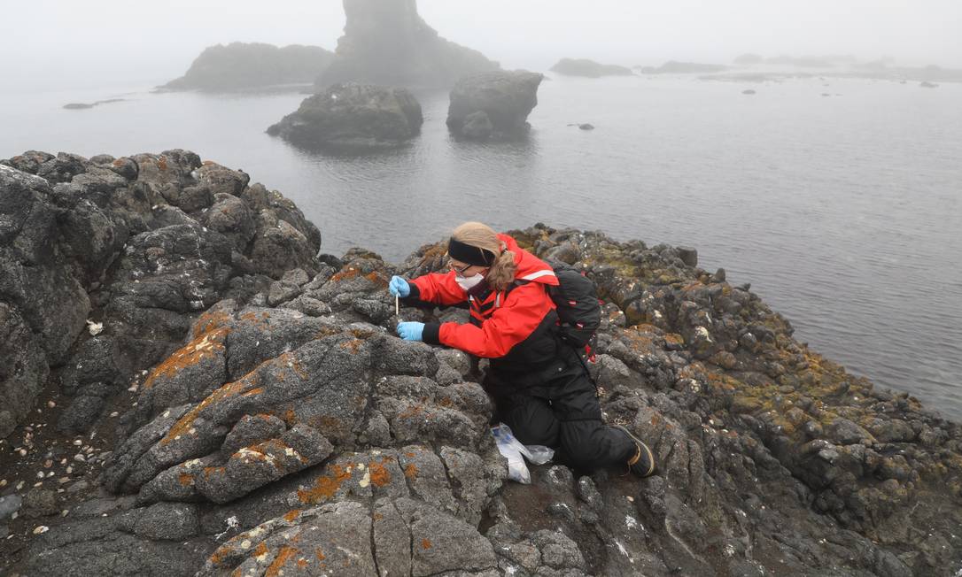 Marcia Chame, cientista da Fiocruz, coleta amostras de organismos biológicos em pedras com musgos na Ilha Rei George, onde fica a Estação Antártica Comandante Ferraz Foto: Fiocruz / Peter Ilicciev