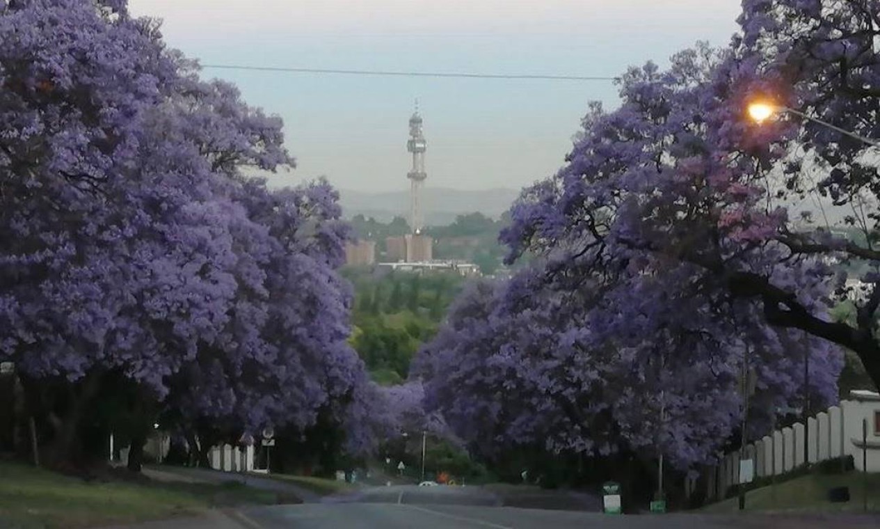Pretória, África do Sul. No final de setembro a novembro, belas jacarandás florescem na África do Sul. Foto: Repordução