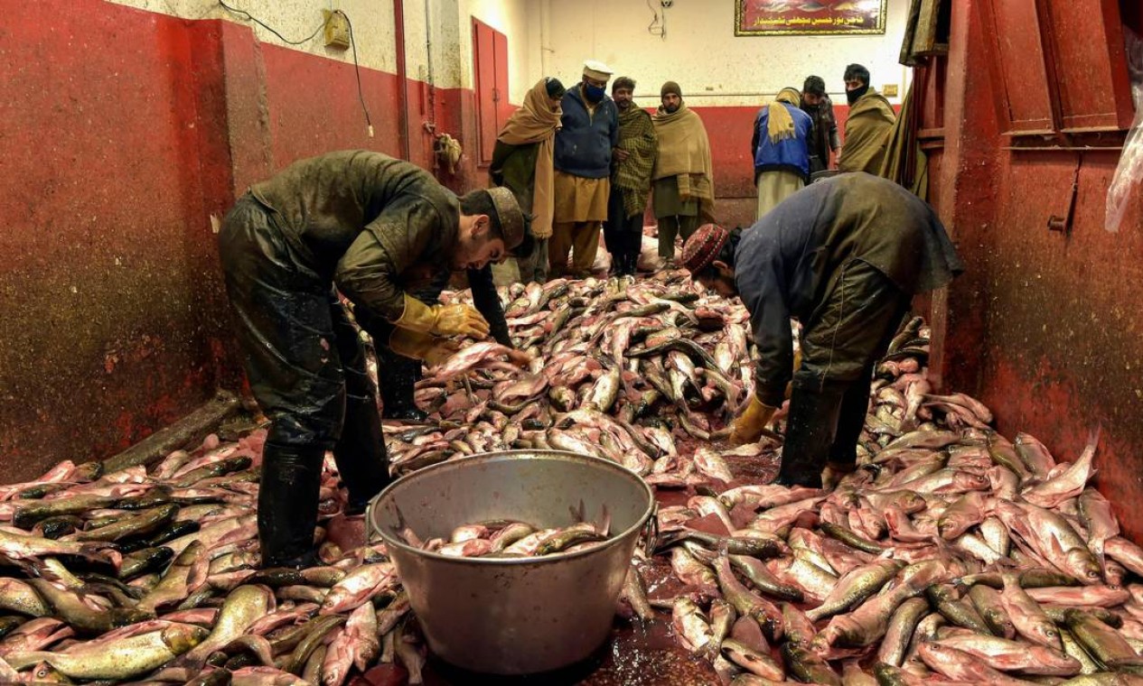 Trabalhadores arrumam peixes em sua loja em um mercado de peixes em Peshawar Foto: ABDUL MAJEED / AFP