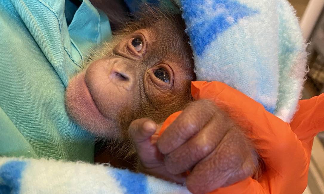 Filhote de orangotango de Sumatra nascido em zoológico dos EUA Foto: Divulgação