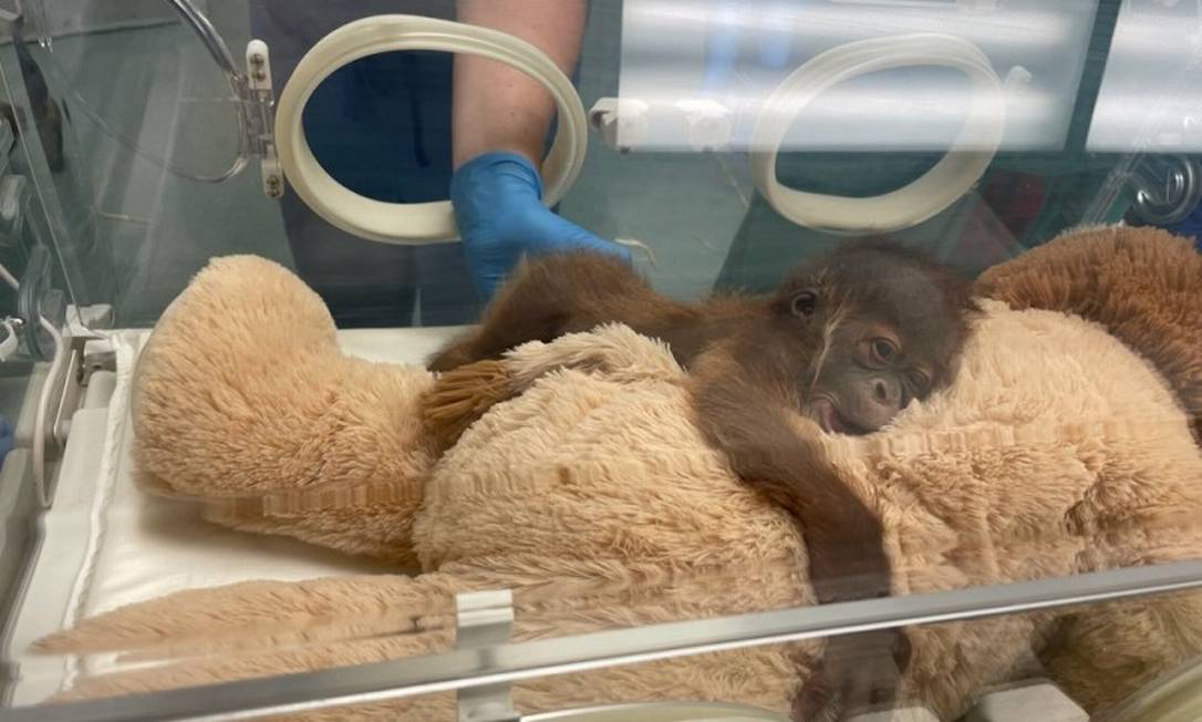 Zoo dos EUA redobra cuidados com bebê orangotango ameaçado de extinção -  Giz Brasil