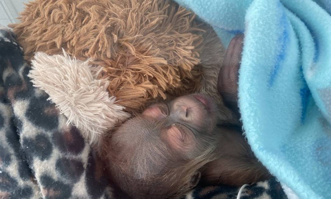 Filhote de orangotango de Sumatra nascido em zoológico dos EUA Foto: Divulgação