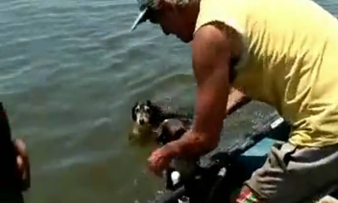 Pescador retira o animal da água e coloca no barco Foto: reprodução