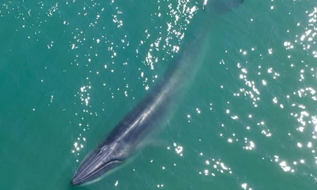 Baleia da espécie de-Bryde foi avistada a cerca de 200 metros da faixa de areia na praia do Boqueirão Foto: Divulgação