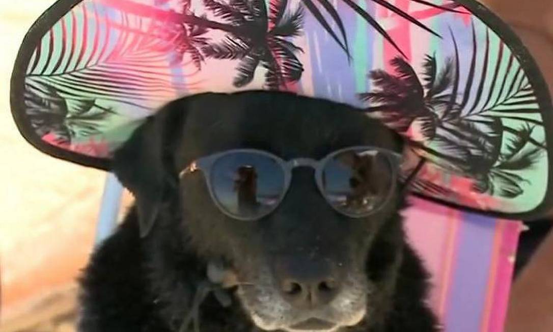 Sentada em uma cadeira de praia, com chapéu e óculos de sol, Laika roubou a cena na praia de Canasvieiras, em Florianópolis Foto: Reprodução TV