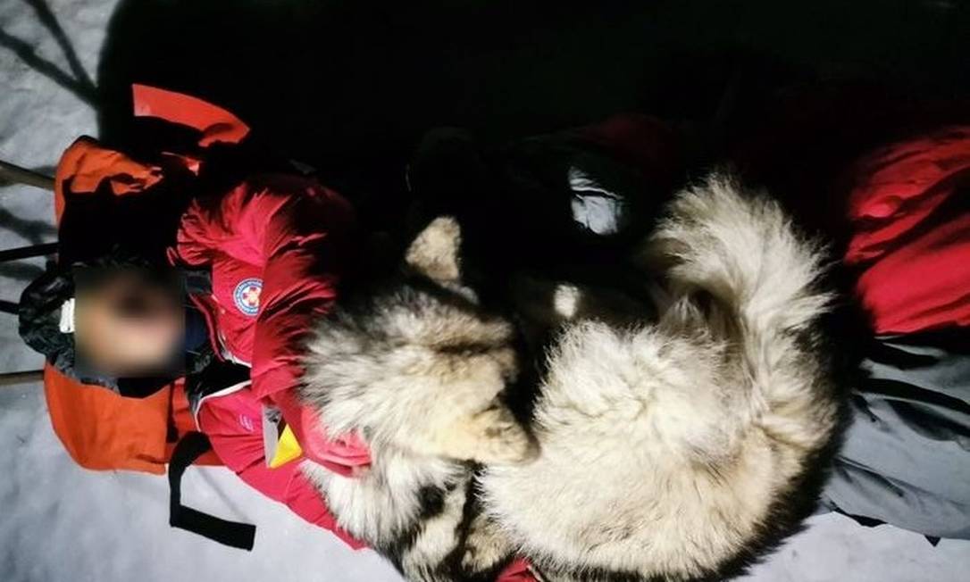 Cão da raça Malamute do Alasca passou 13h aquecendo seu dono na montanha Foto: Divulgação