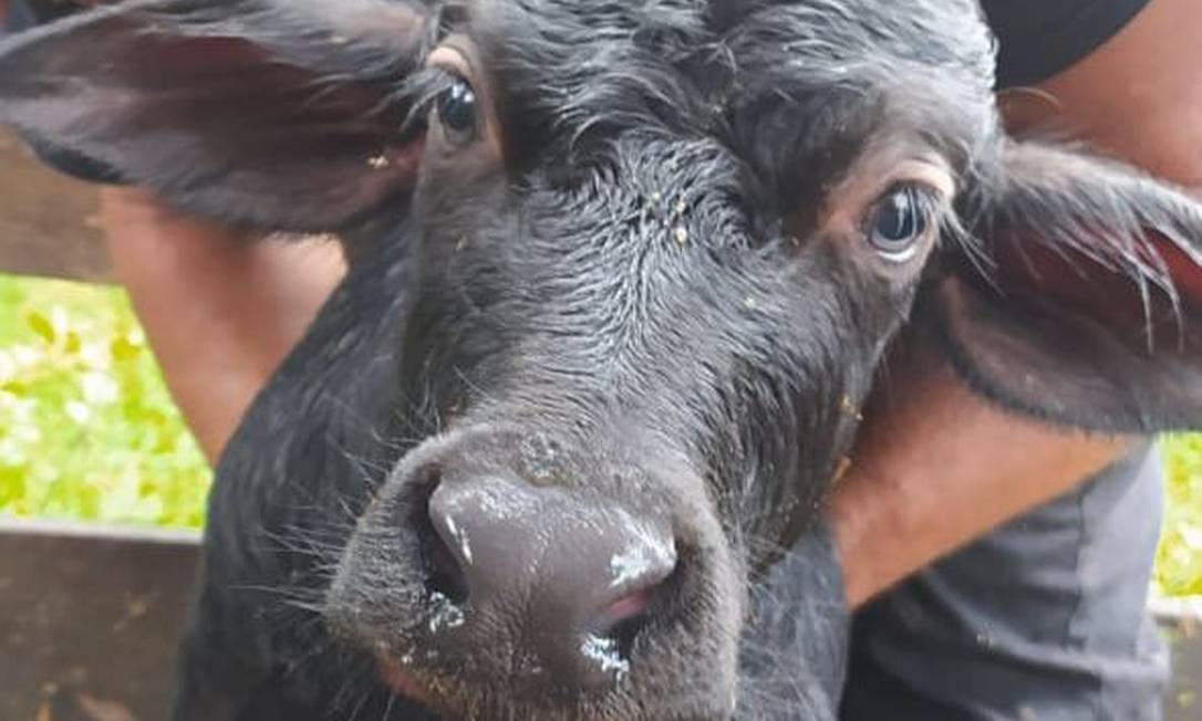Filhote de búfalo macho nascido nesta segunda-feira, em Brotas, terá seu nome escolhido nas redes sociais Foto: Divulgação