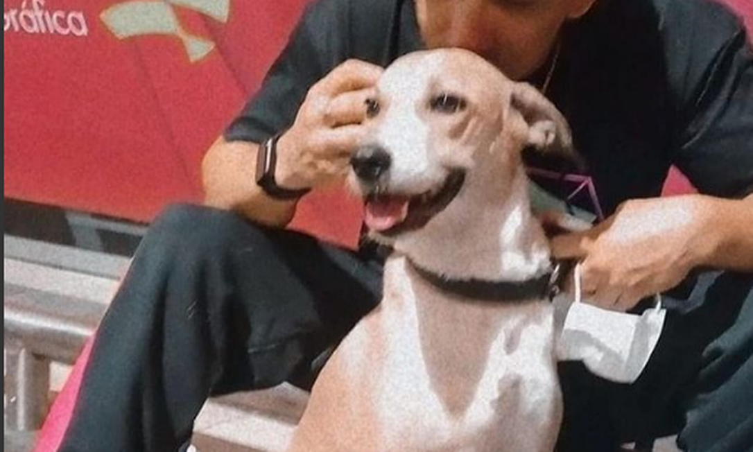 A cadela Pandora desapareceu no aeroporto de Guarulhos em 15 de dezembro de 2021 Foto: Instagram / Reprodução