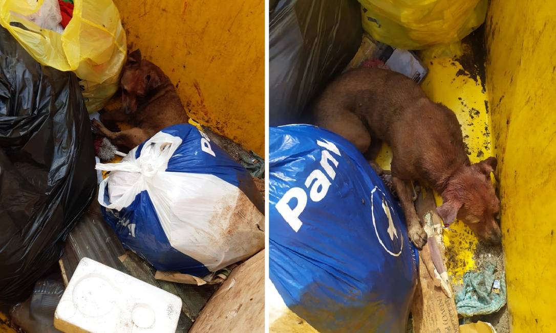 Cachorra é atropelada e abandonada ainda viva numa lixeira. Foto: Arquivo pessoal/ Júlia Heiss