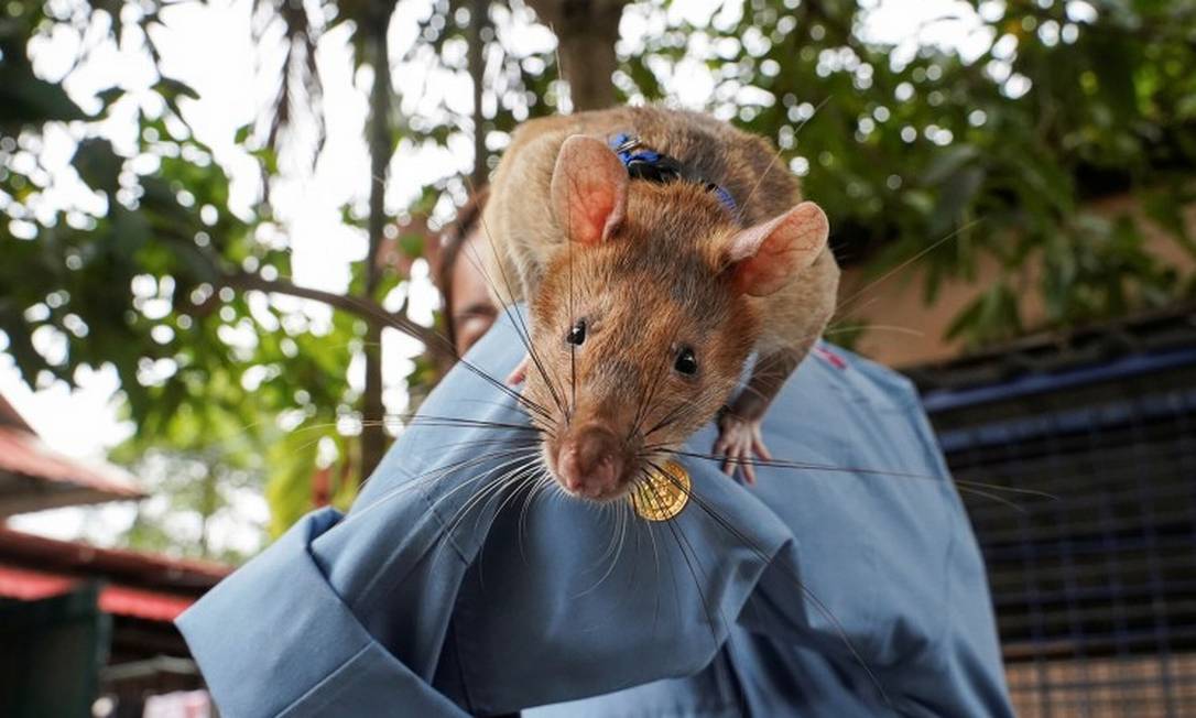 Pets4Company  Rato gigante africano condecorado por detetar minas  terrestres no Camboja.