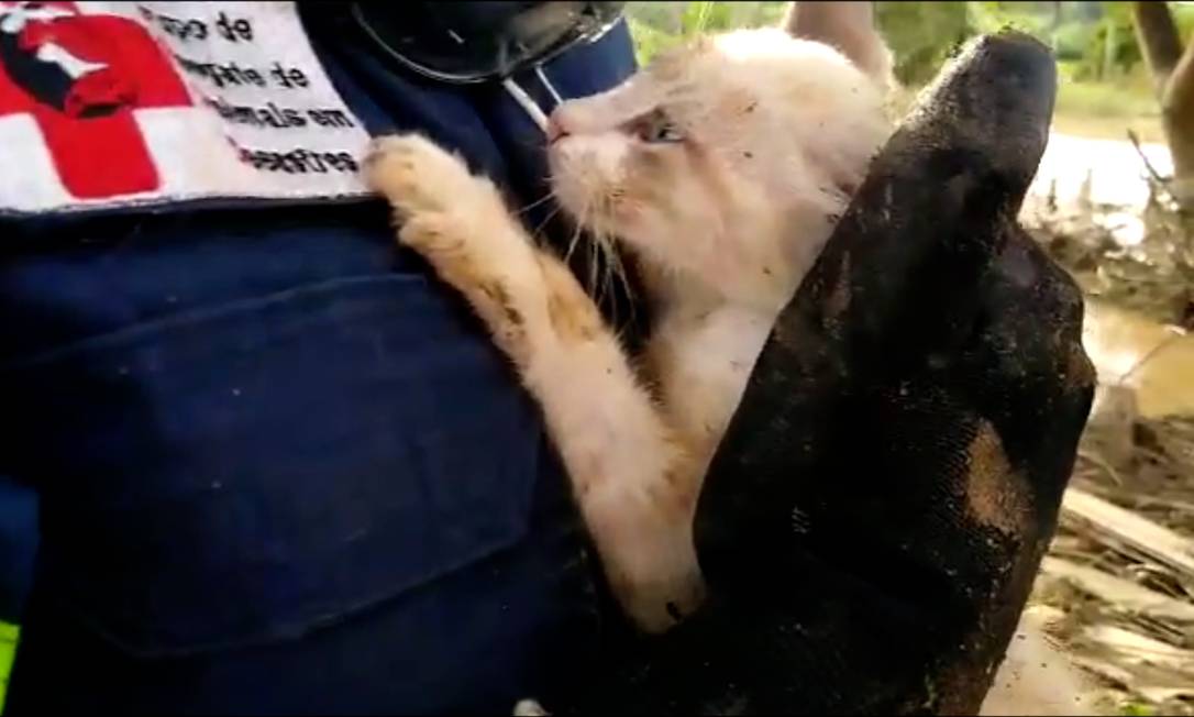 Gato é resgatado de enchente por voluntário na Bahia Foto: Reprodução