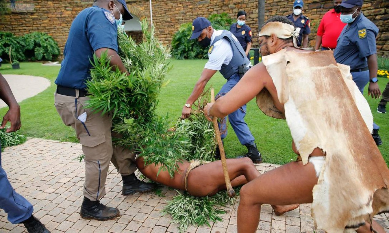 King Khoisan segura uma planta de maconha enquanto membros dos Serviços de Polícia da África do Sul o arrastam para confiscar as plantas durante uma batida nos Union Buildings, sede do governo, em Pretória Foto: PHILL MAGAKOE / AFP