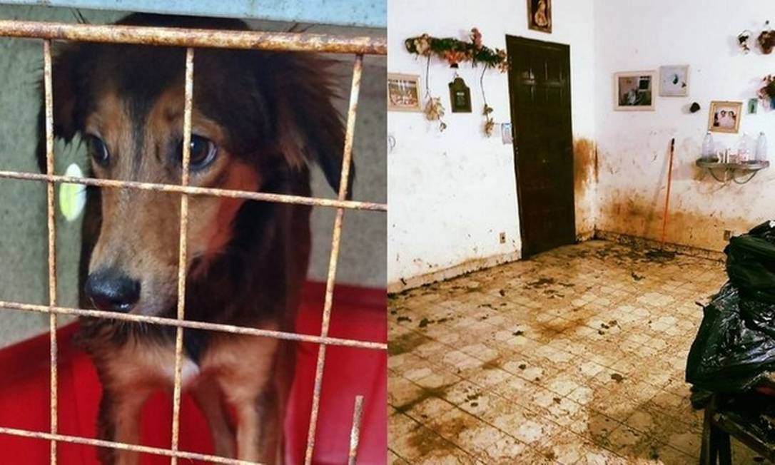 Homem foi condenado por maus-tratos a animais em SP Foto: Polícia Civil Divulgação