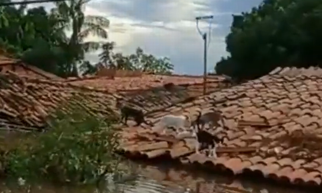 Gatos estão ilhados sobre telhados de casas invadidas pela água há 15 dias em Imperatriz Foto: Reprodução