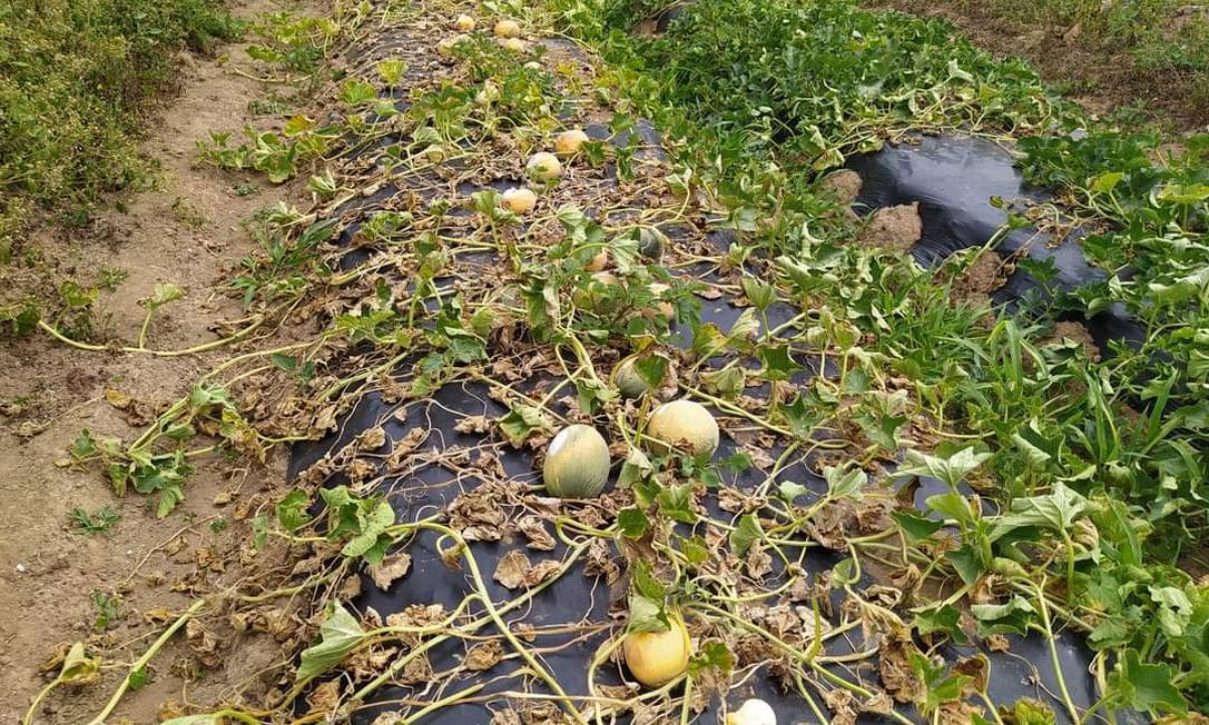 Plantação de melão morta na propriedade de Sandra Campagnollo Foto: Arquivo pessoal
