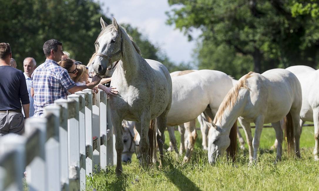 Visita à criação dos cavalos da raça Lipizzano, em Lipica, na Eslovênia Foto: Turismo da Eslovênia / Divulgação