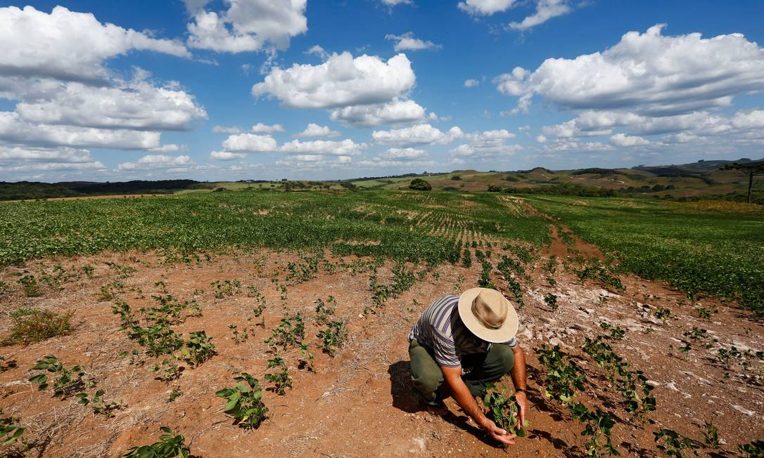 Agricultor em Soledade, no RS, avalia o prejuízo do calor sobre sua plantação de soja Foto: DIEGO VARA / REUTERS