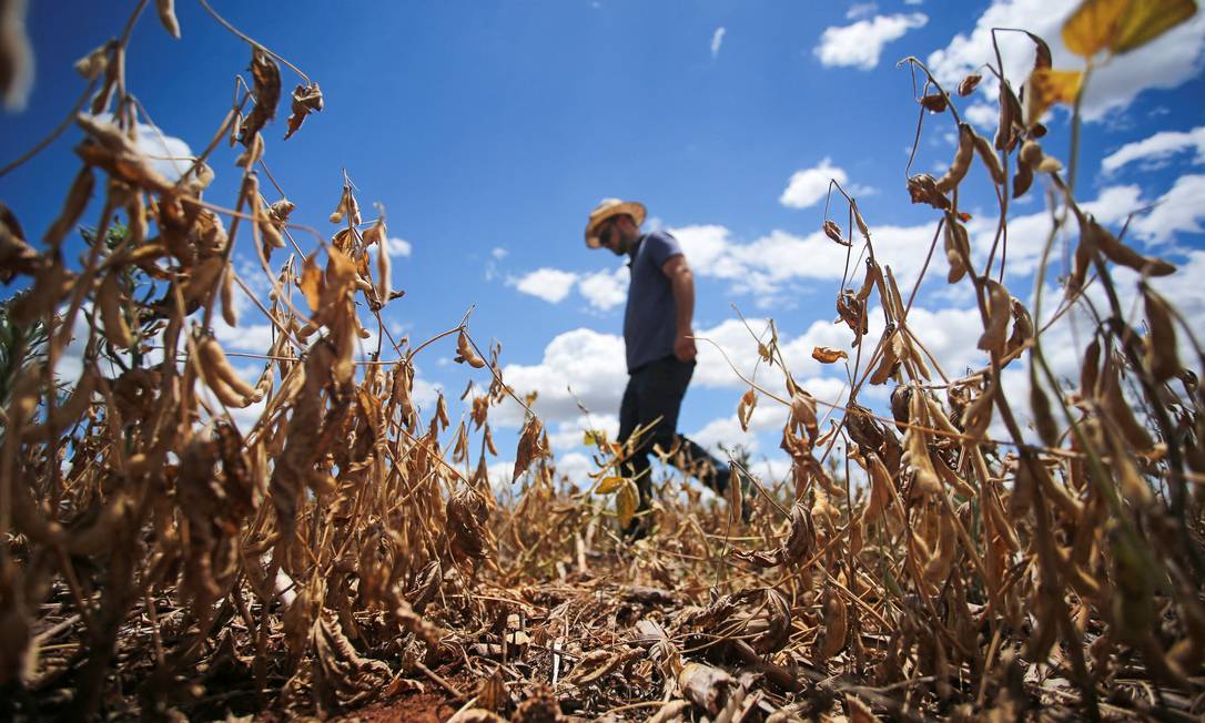 Anderson Soletti caminha em sua plantação de soja afetada pela seca, em Espumoso, Rio Grande do Sul, Brasil, 10 de janeiro de 2022 Foto: DIEGO VARA / REUTERS