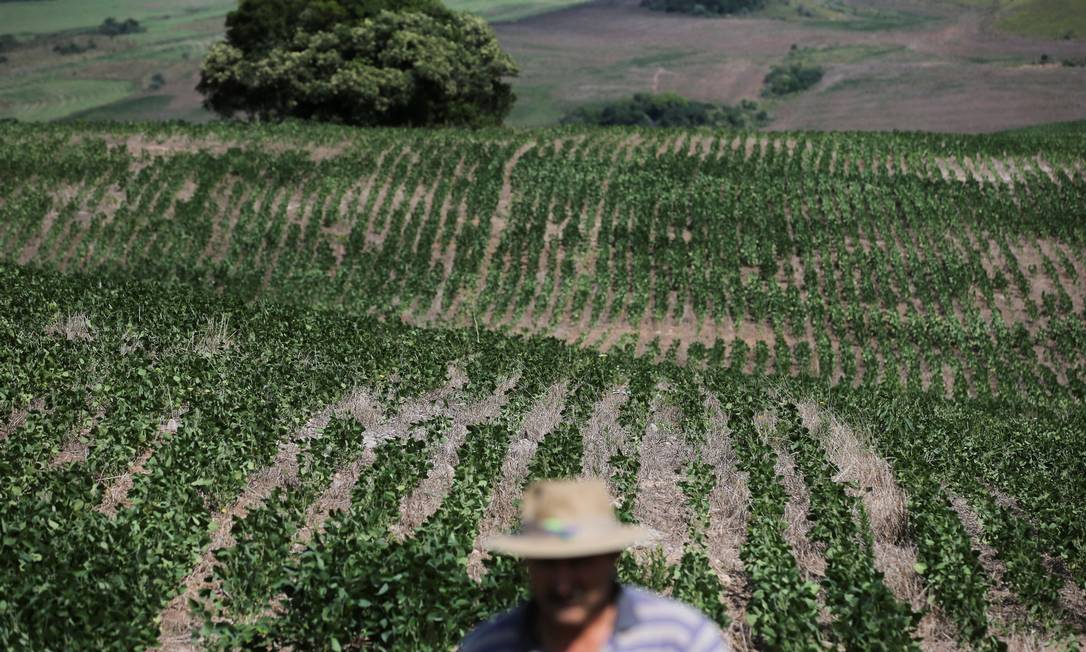 Nélio Lando verifica sua plantação de soja afetada pela seca em Soledade, Rio Grande do Sul, Brasil, 8 de janeiro de 2022. Foto tirada em 8 de janeiro de 2022. REUTERS/Diego Vara Foto: DIEGO VARA / REUTERS