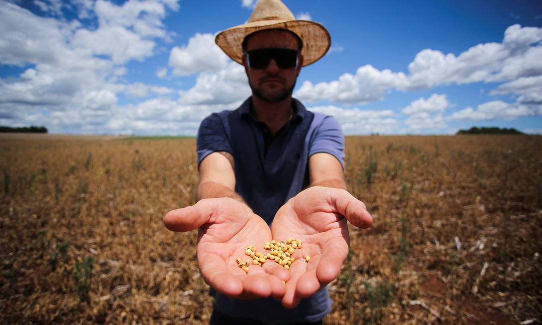 Anderson Soletti mostra soja em sua plantação de soja afetada pela seca, em Espumoso, Rio Grande do Sul, Brasil, 10 de janeiro de 2022. Foto tirada em 10 de janeiro de 2022. REUTERS/Diego Vara Foto: DIEGO VARA / REUTERS