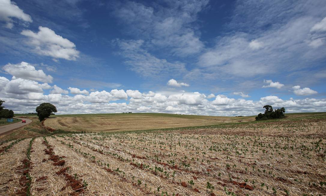 Uma plantação de soja afetada pela seca é fotografada na cidade de Nao-Me-Toque, no estado do Rio Grande do Sul, Brasil, 10 de janeiro de 2022. Foto tirada em 10 de janeiro de 2022. REUTERS/Diego Vara Foto: DIEGO VARA / REUTERS