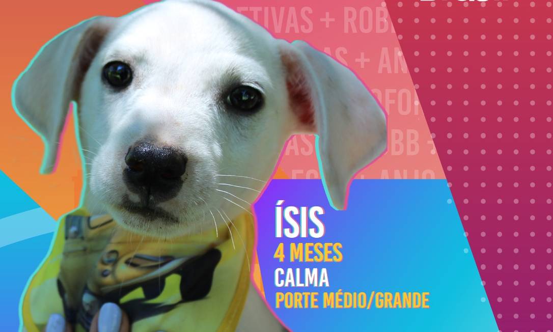 Prefeitura de Novo Hamburgo (RS) cria campanha de adoção de animais Big Dog Brasil, em alusão ao 'Big Brother Brasil' Foto: Divulgação