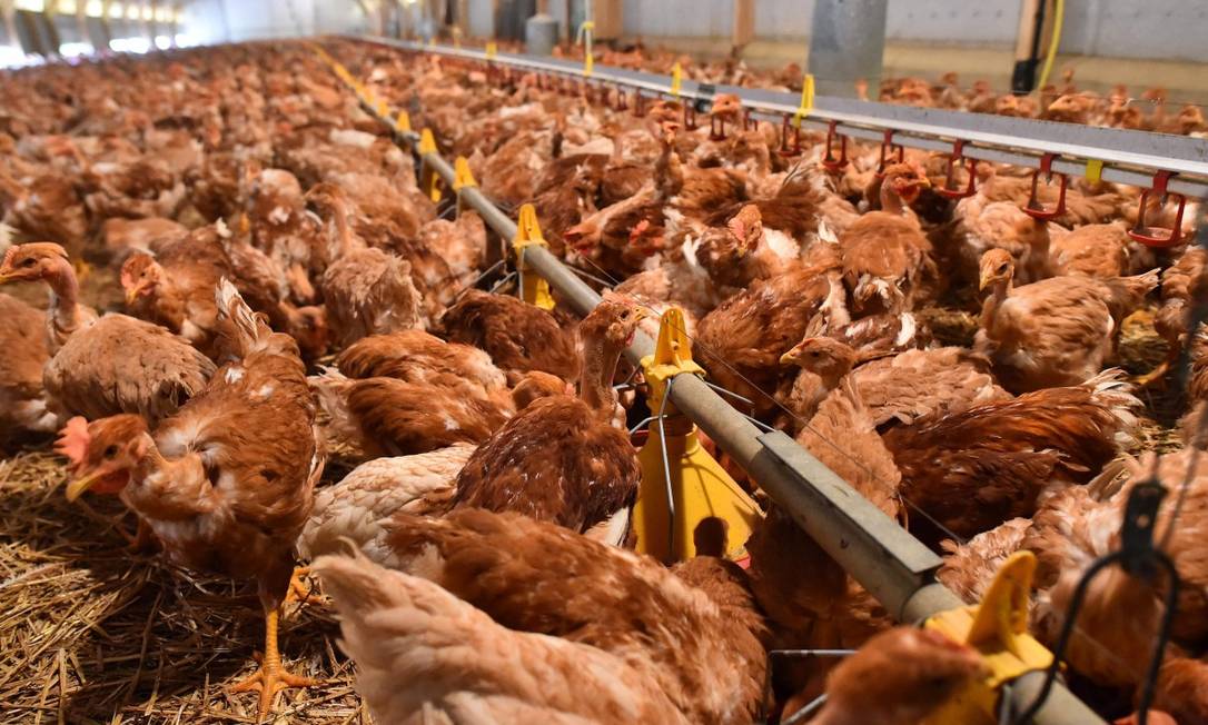 China suspendeu compra de carbe de frango brasileia sem esclarecer as razões Foto: JEAN-FRANCOIS MONIER / AFP