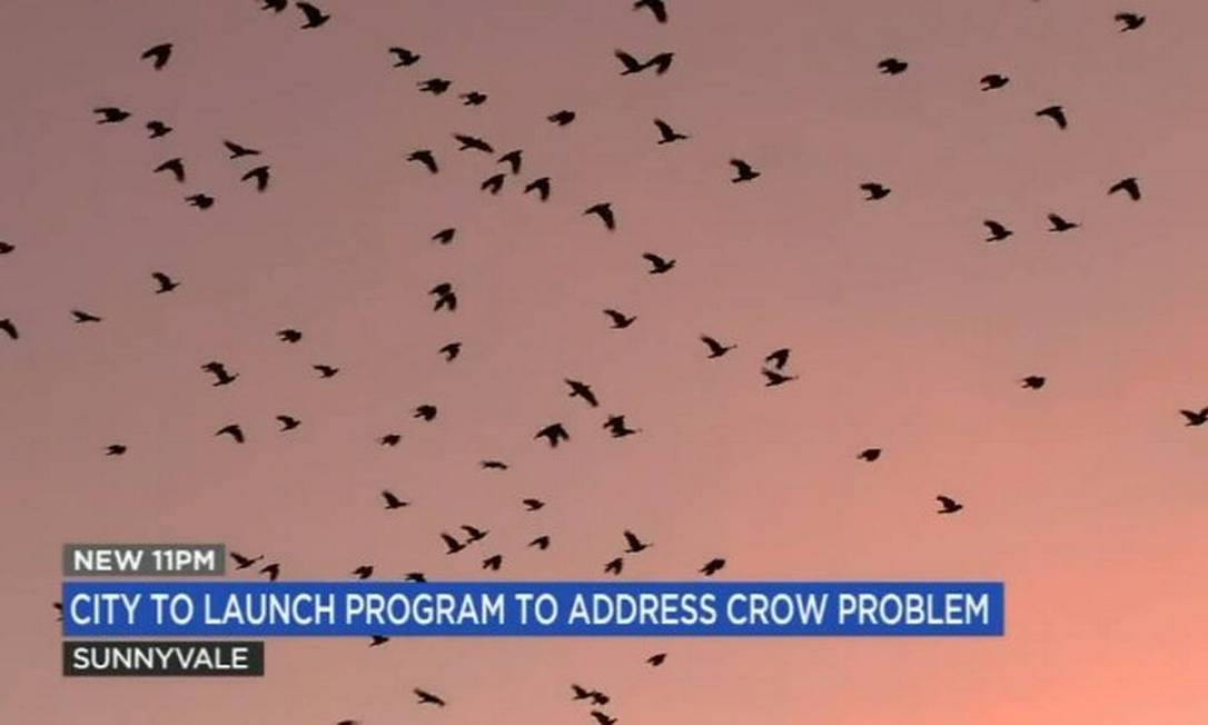 Cidade na Califórnia avaliar usar lasers para espantar mil corvos Foto: Reprodução / KGO Video