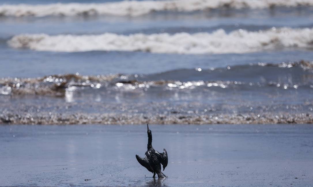 Pássaro encharcado com o petróleo derramado na praia de Ventanilla, no Peru Foto: PILAR OLIVARES / REUTERS