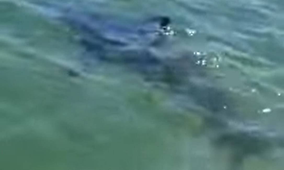 Tubarão anequim, espécie em extinção, visto na Praia vermelha, em Ubatuba Foto: Reprodução de vídeo / Agência O Globo