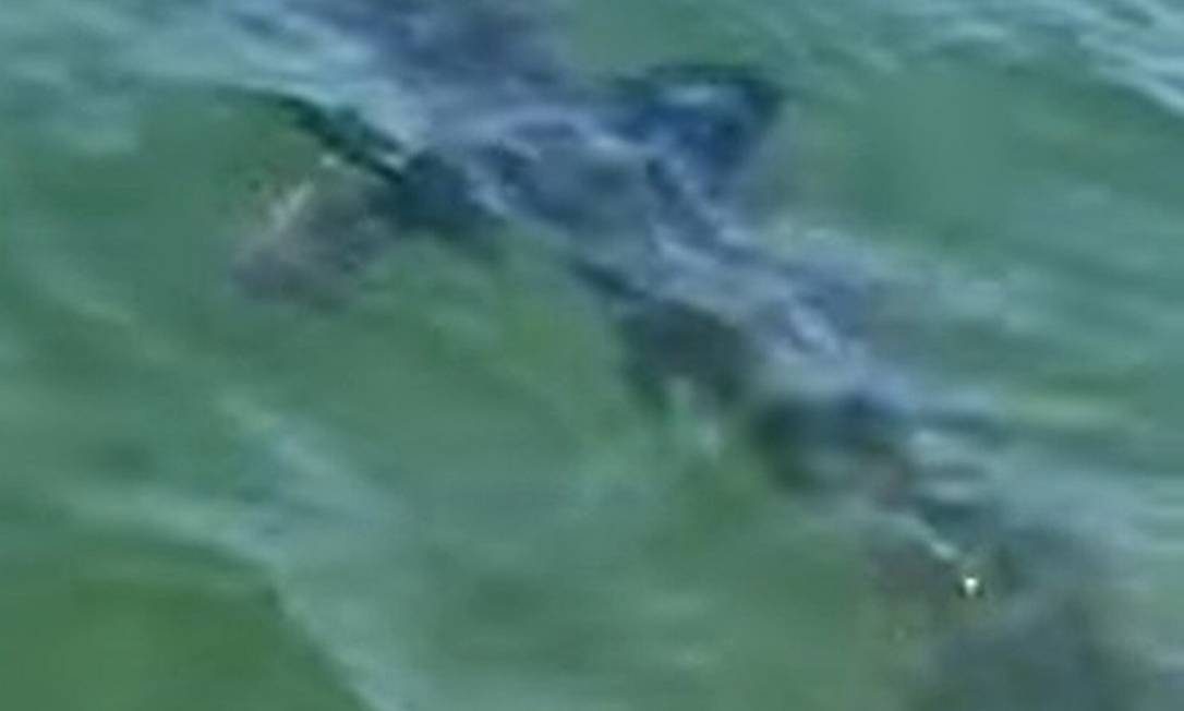 Tubarão visto na Praia Vermelha, em Ubatuba Foto: Reprodução de vídeo / Agência O Globo