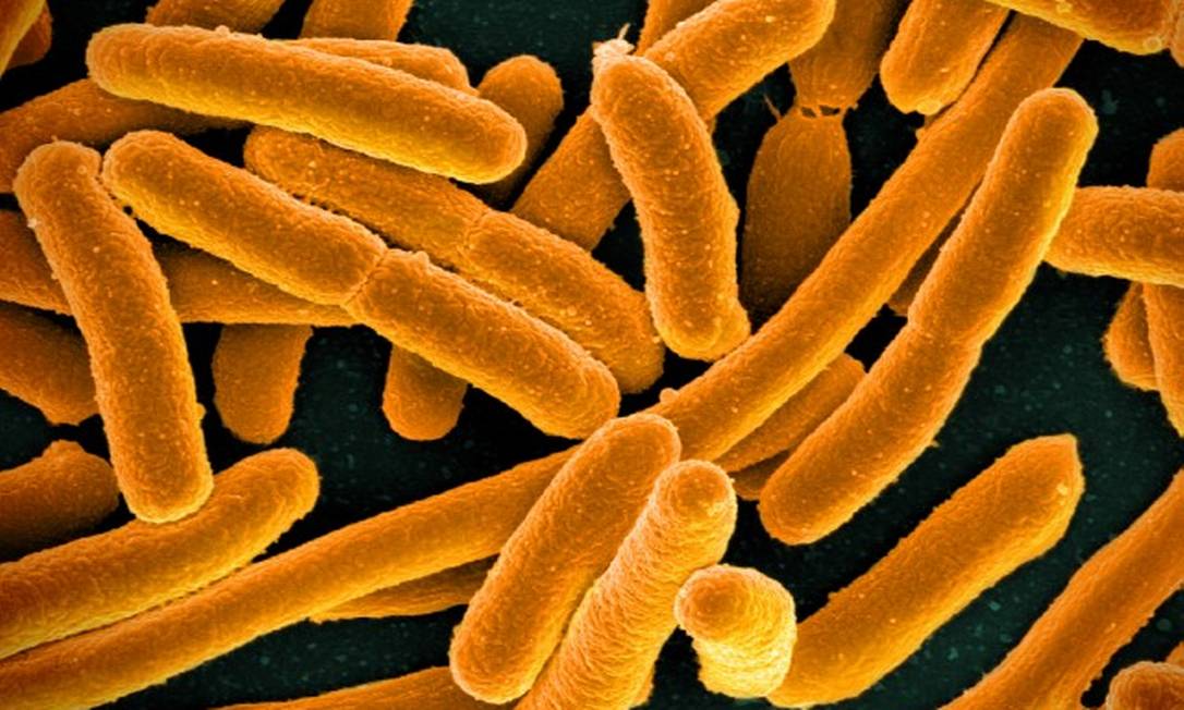 E. Coli, uma das bactérias resistentes aos remédios Foto: NIH