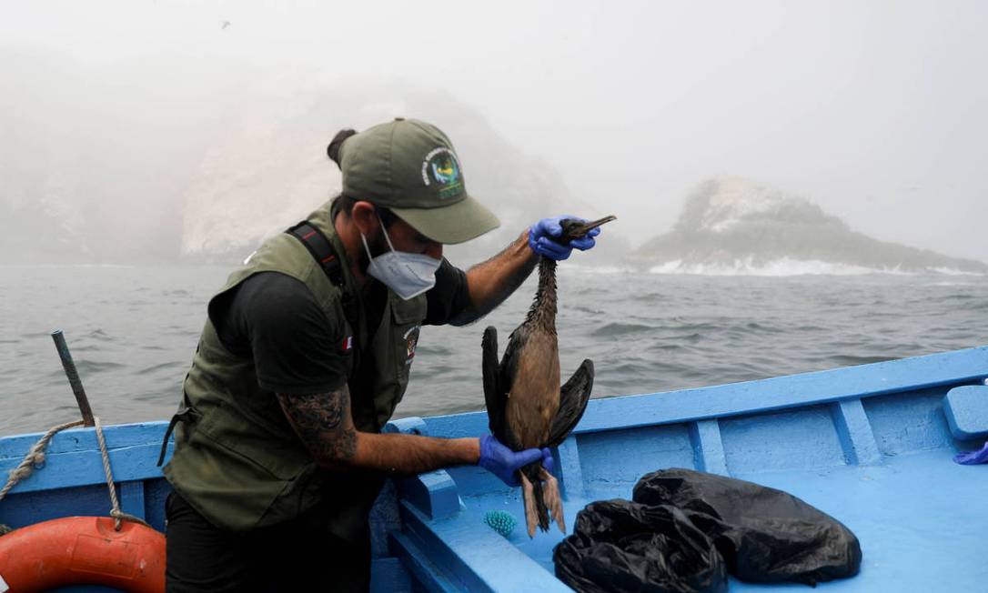 Bióloga segura pássaro afetado pelo vazamento de óleo na costa do Peru Foto: Reuters