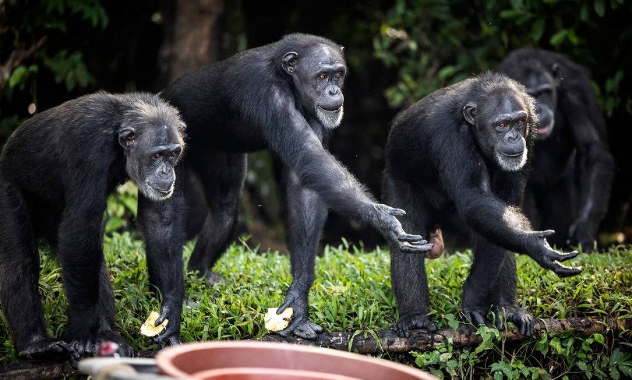 Chimpanzés estendem a mão para pegar um pedaço de fruta jogado por um especialista em cuidados com animais em uma das ilhas nos arredores de Marshall City. Os animais foram abandonados por um laboratório de teste de vírus na Libéria e hoje são cuidados por voluntários Foto: JOHN WESSELS / AFP