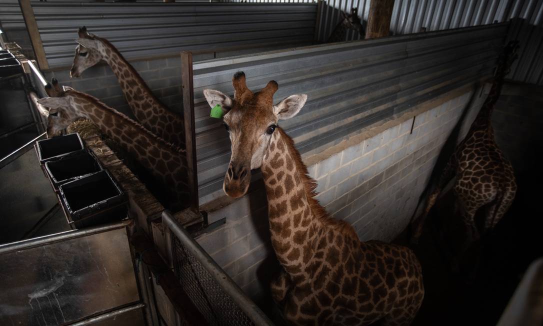 Girafas em galpão do Portobello Safári, em Mangaratiba: animais ficarão em quarentena até o fim de fevereiro Foto: Brenno Carvalho / Agência O Globo