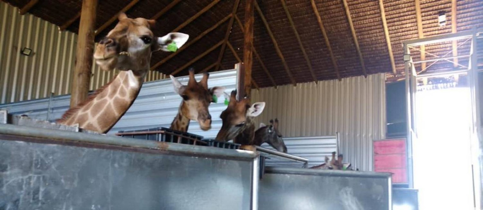 A PF prendeu dois homens por maus-tratos e apreendeu 15 (quinze) girafas em um resort safari, em Mangaratiba, litoral sul do Rio de Janeiro Foto: Divulgação