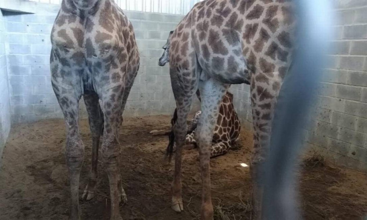 A ação verifica informações acerca da morte de três espécimes de um conjunto original de 18 girafas importadas da África do Sul Foto: Divulgação